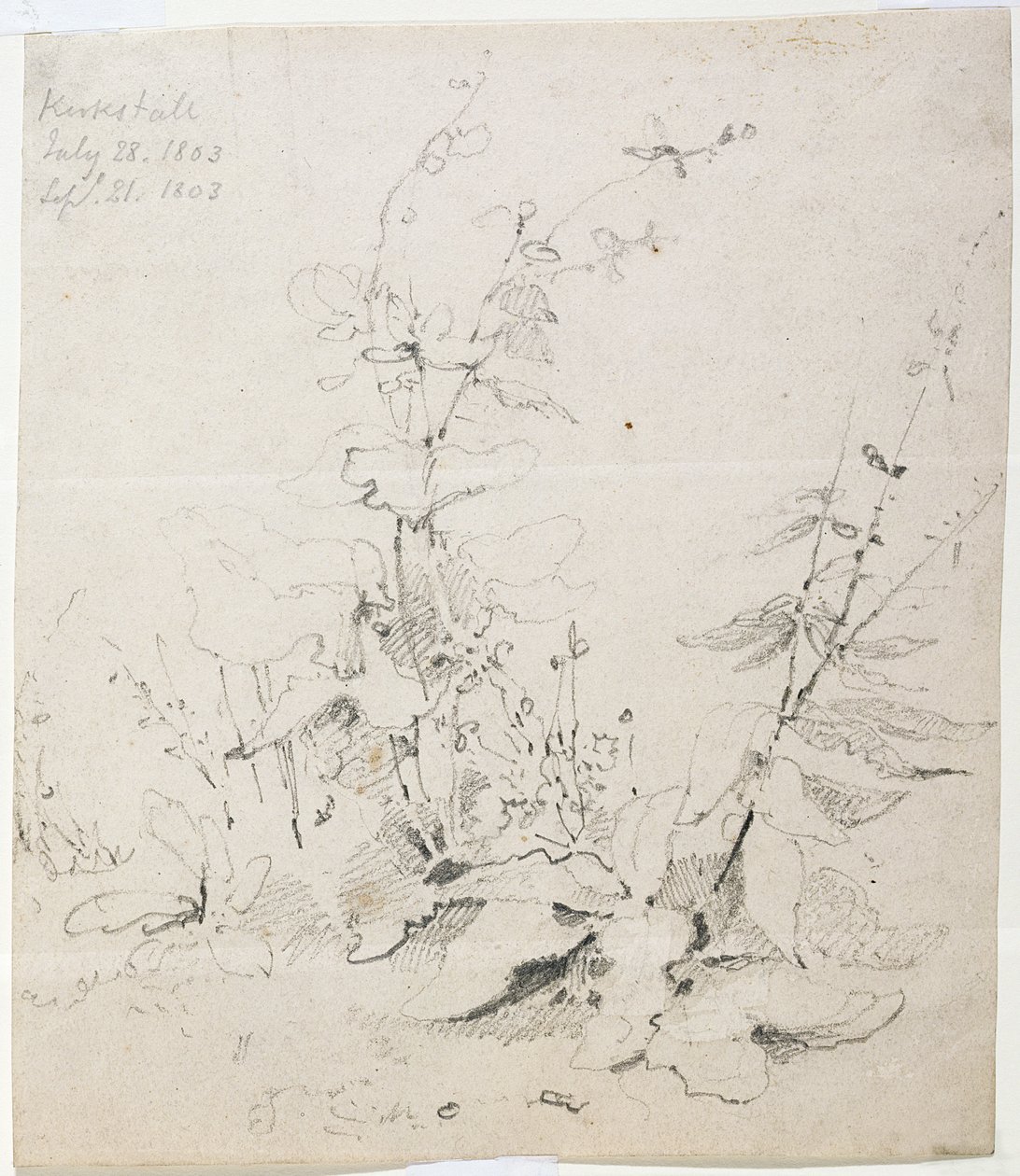 Estudo de Ervas Daninhas, Kirkstall de John Sell Cotman