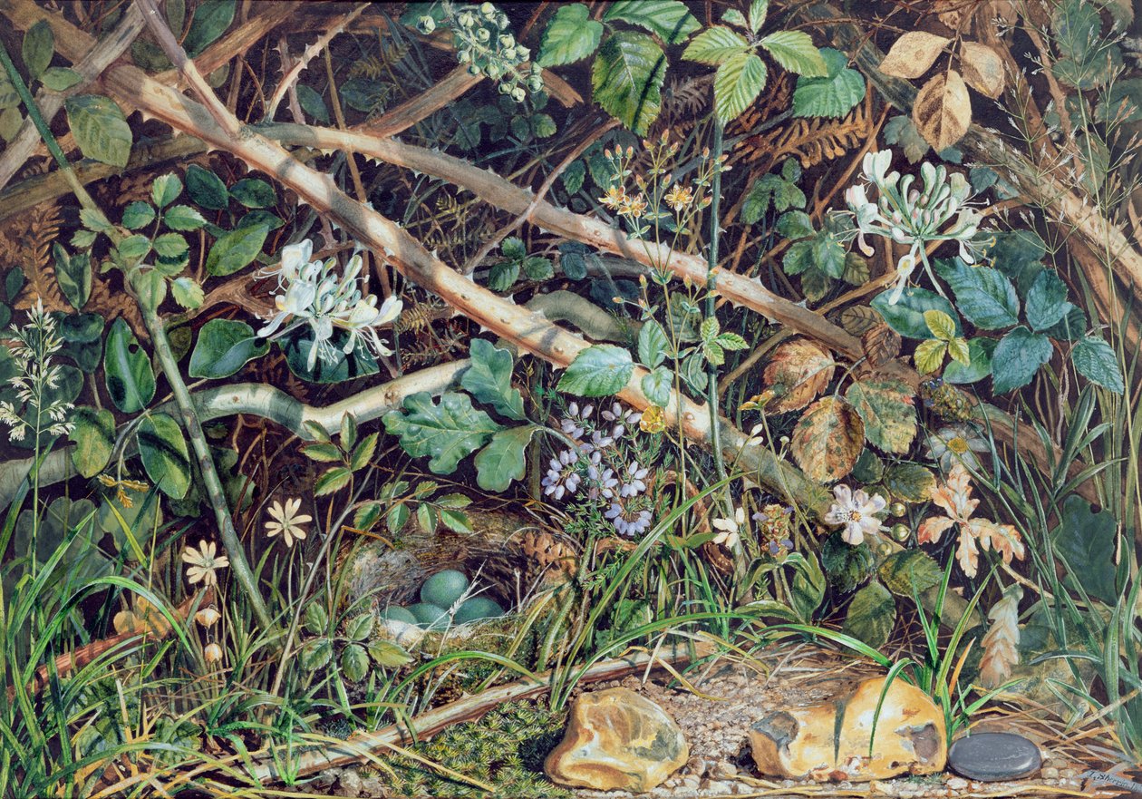Um Ninho de Pássaro entre Brambles, Honeysuckle and Undergrowth, 1858 de John Sherrin