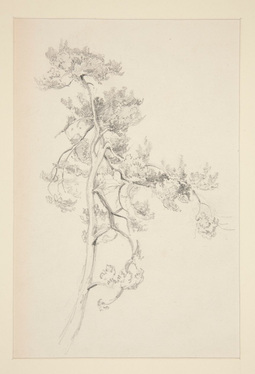 Árvore e folhagem de John Singer Sargent