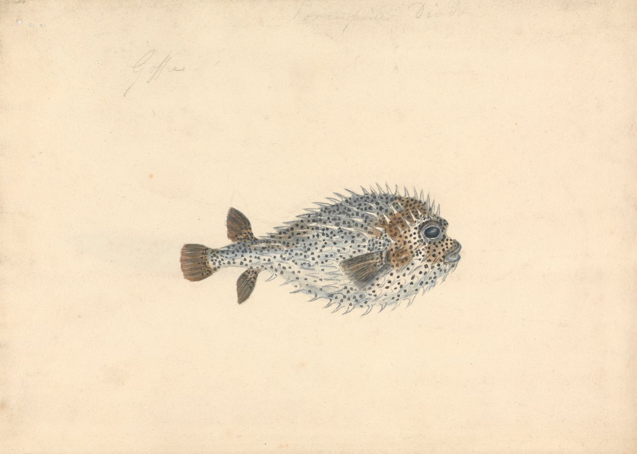Um Peixe Porcupino de John Smart