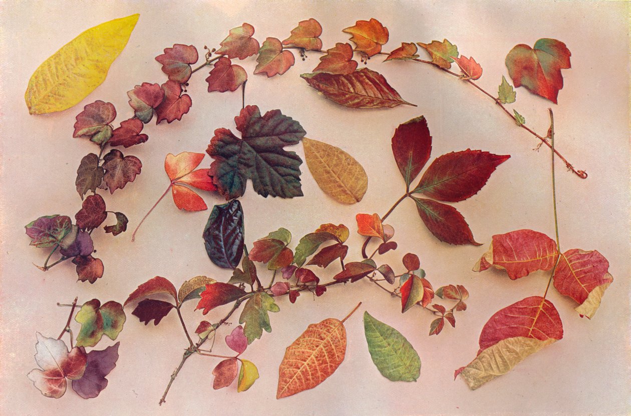 Matizes de outono, c1903 de John Swain and Son