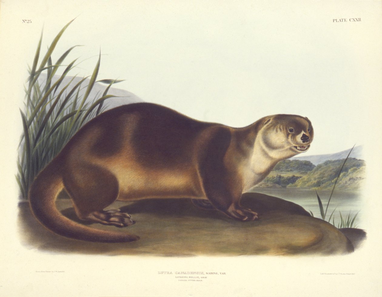Lontra do Canadá--Masculino de John T. Bowen