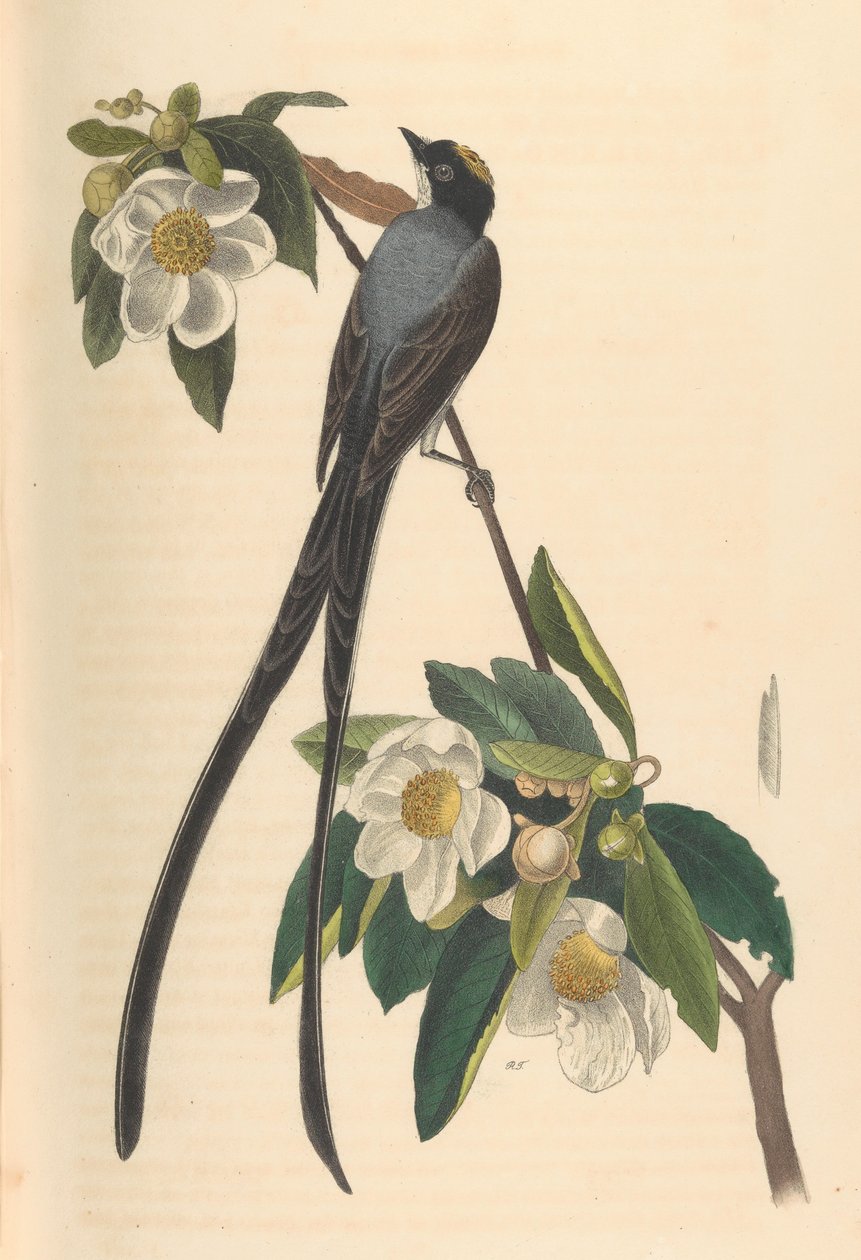 Apanhador de moscas de cauda de garfo, Gordonia lasianthus, 1840-44. de John T. Bowen