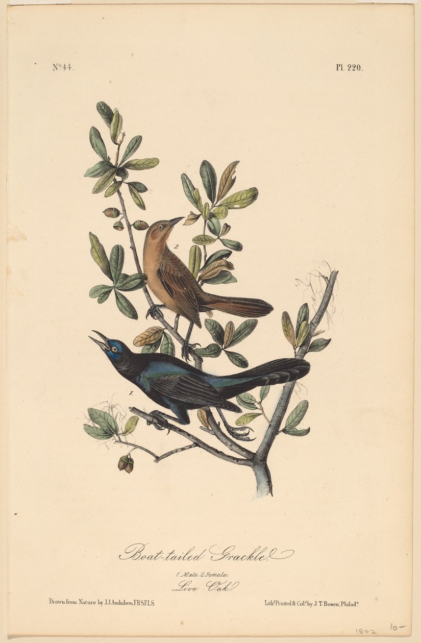 Grackle de cauda de barco de John T. Bowen, after John James Audubon