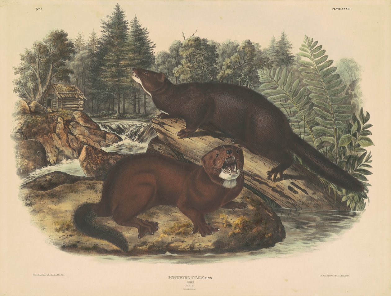 Vison de John T. Bowen, after John James Audubon