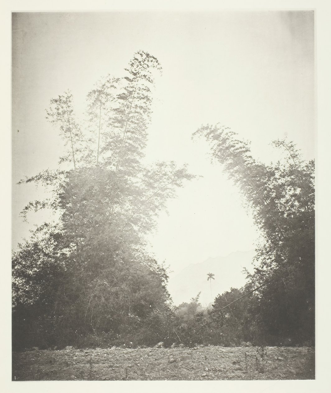 Bambus em Baksa, Formosa, c. 1868. de John Thomson