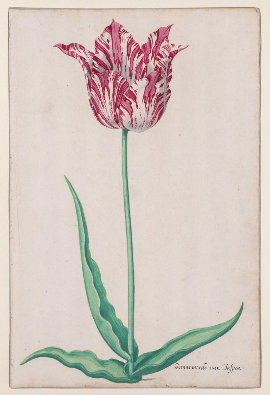 Estudo de uma Tulipa (Jasper Marmoreado) de John Thomson
