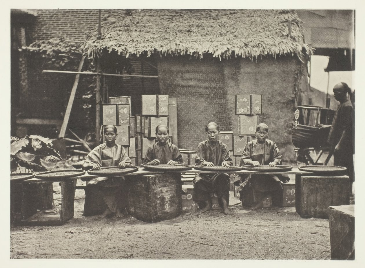 Colheita de chá em Cantão, c. 1868. de John Thomson