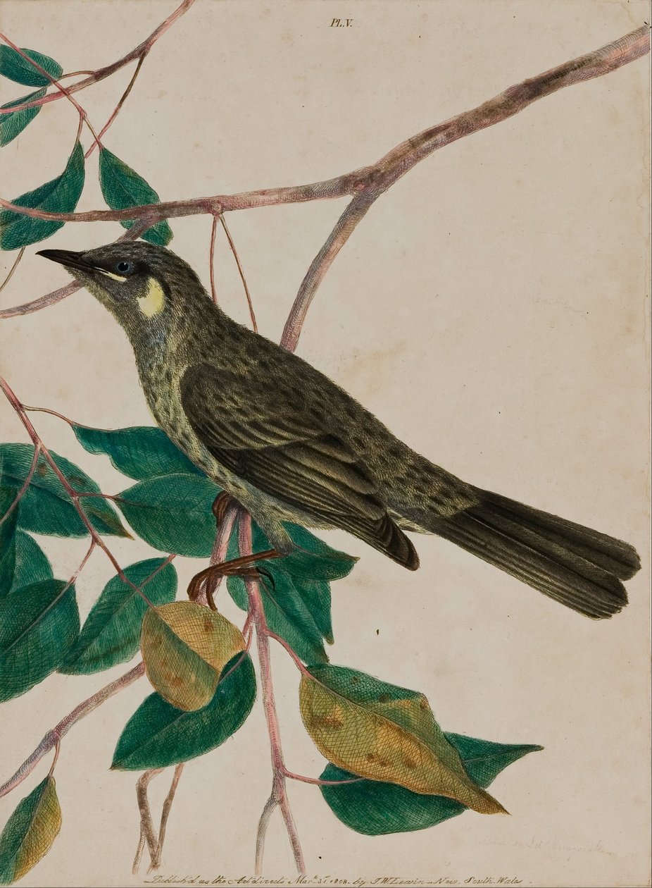 Madressuga de orelha amarela (Meliphaga chrysotis), placa 5 de "Pássaros da Nova Holanda, com sua história natural" de John William Lewin