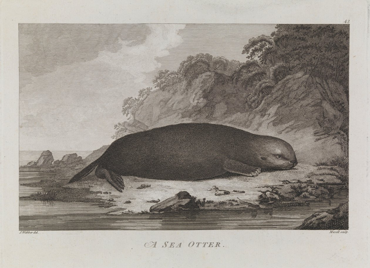 Uma lontra marinha de John Webber