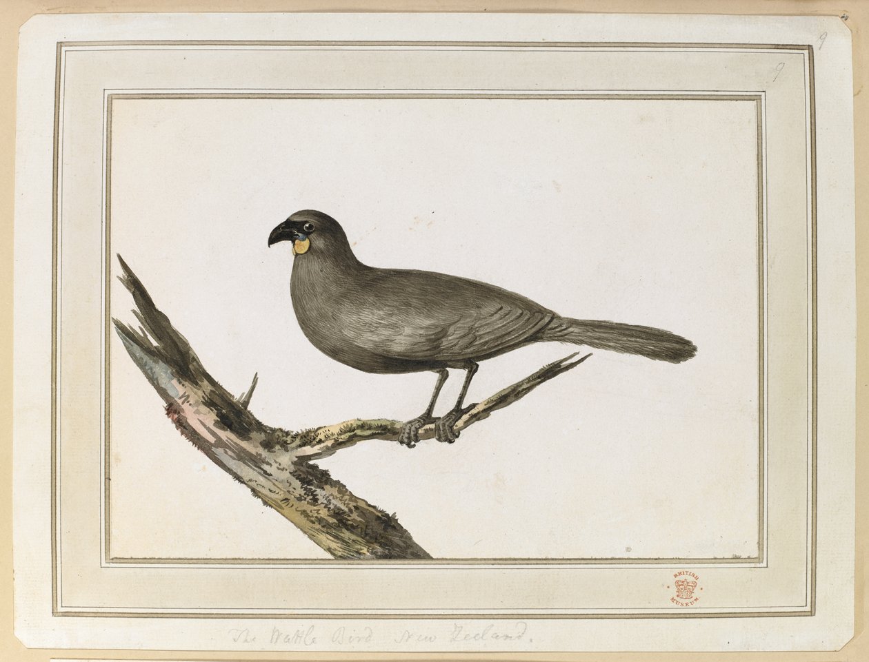 Desenho de um pássaro Wattle; feito durante a visita à Nova Zelândia entre 12 e 25 de fevereiro de 1777, na Terceira Viagem do Capitão Cook. de John Webber