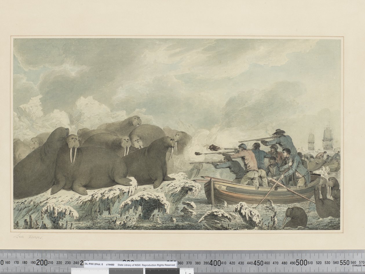 F.32 Cavalos marinhos, c.1773-84 (aguarela) de John Webber