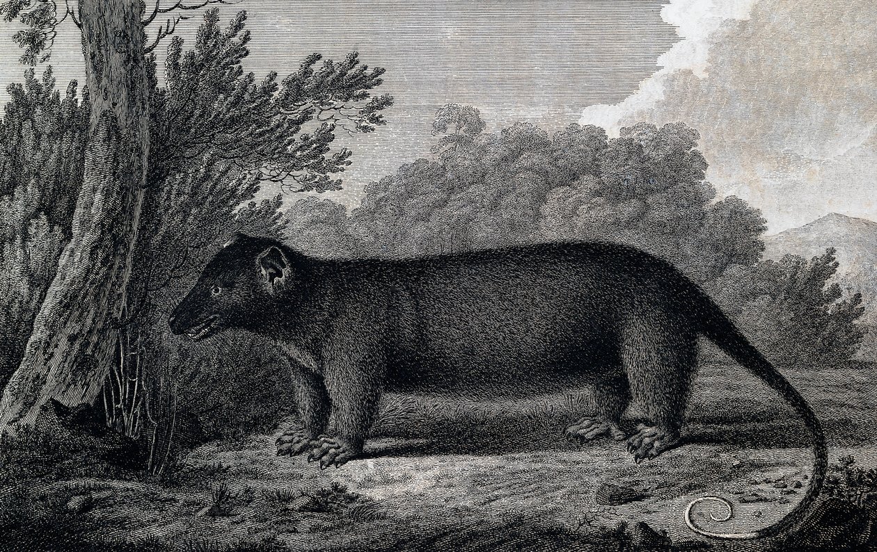 Opossum, gravura após desenho de John Webber (1750-1793) feita durante a Terceira Viagem de James Cook de John Webber