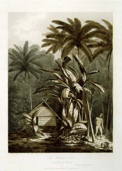 A Plantain Tree in the Island of Cracatoa, de 