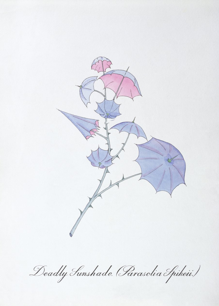 Guarda-sol mortal (Parasolia Spikeii.), ilustração de 