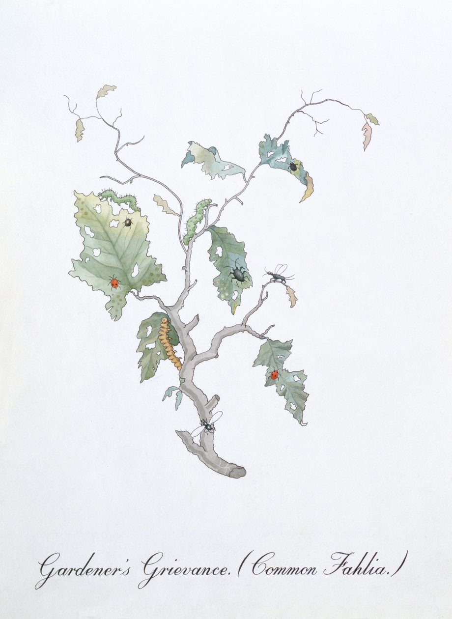 Reclamação do jardineiro (Common Fahlia), ilustração de 