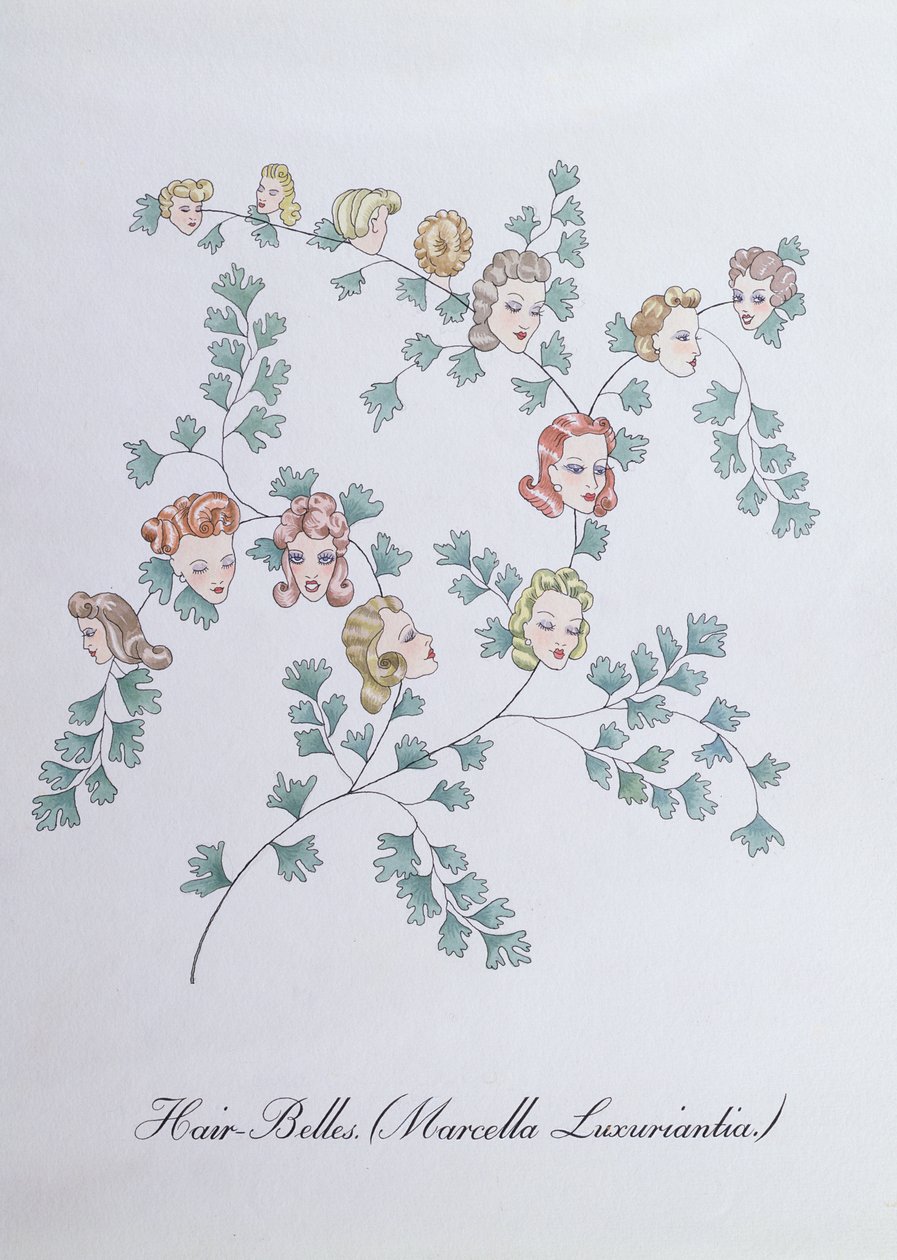 Hair-Belles (Marcella Luxuriantia), ilustração de 