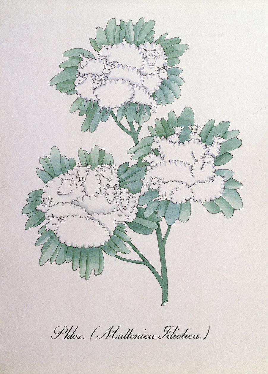 Phlox. (Muttonica Idiotica), ilustração de 