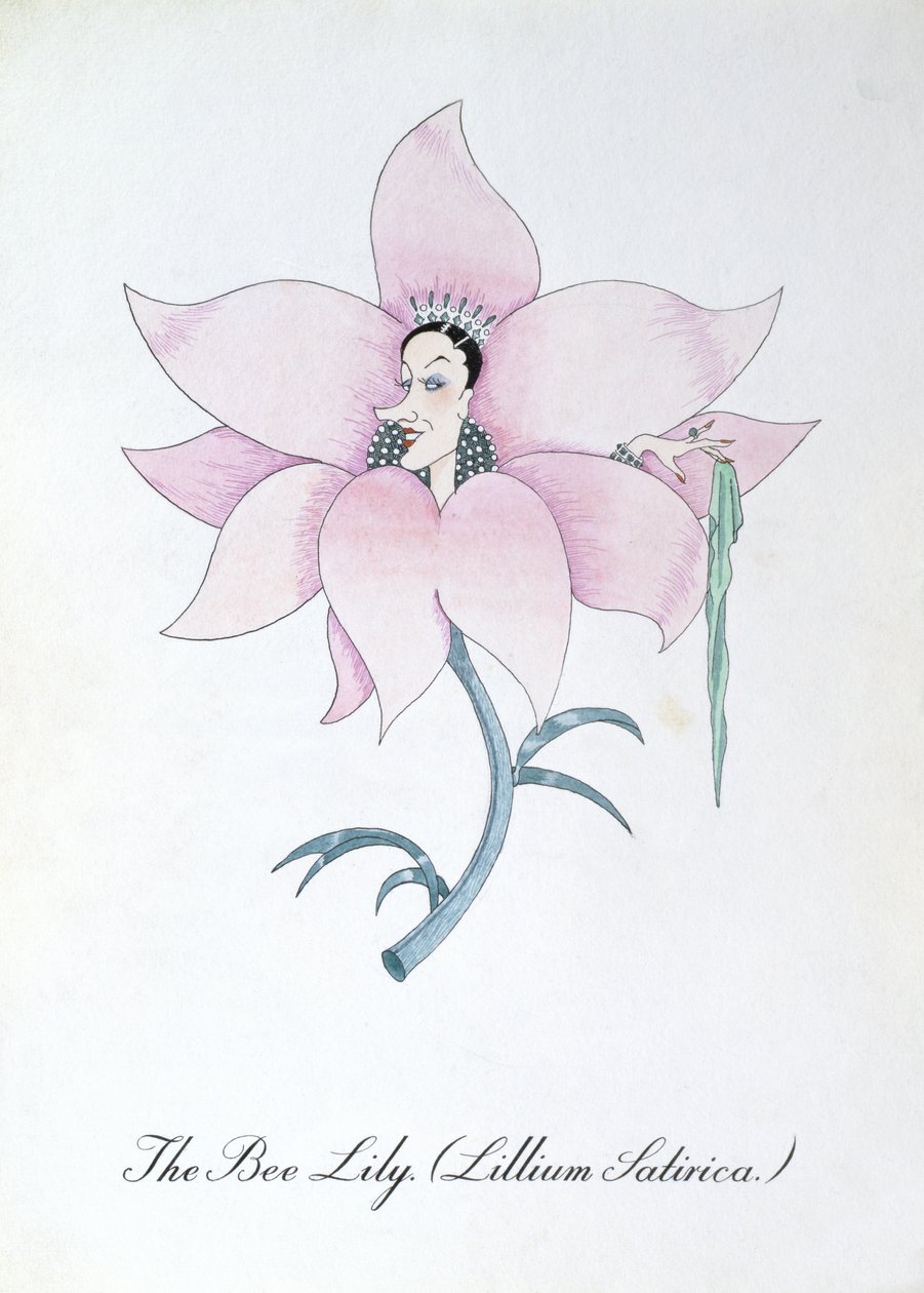 The Bee Lily (Lilium Satirical.), ilustração de 
