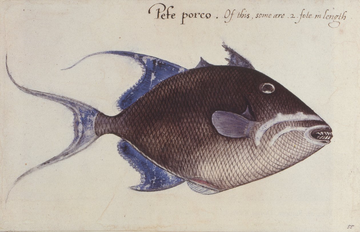 Trigger-Fish de John White