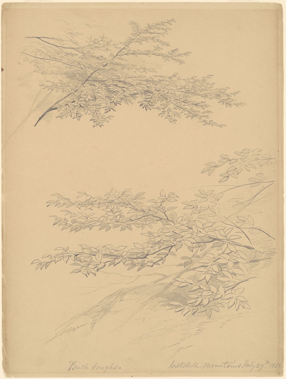 Galhos de bétula, montanhas Catskill de John William Casilear