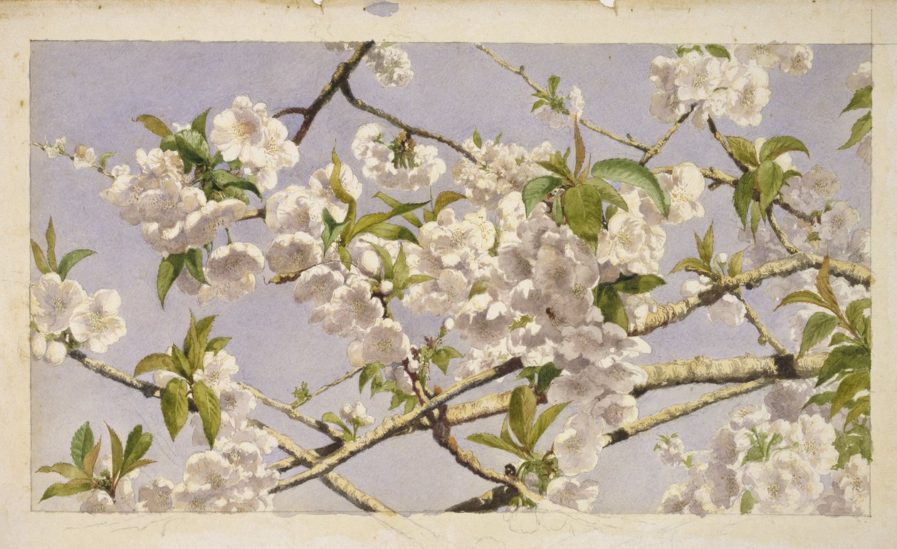 Flores de Maçã, c.1874 (wc no papel) de John William Hill