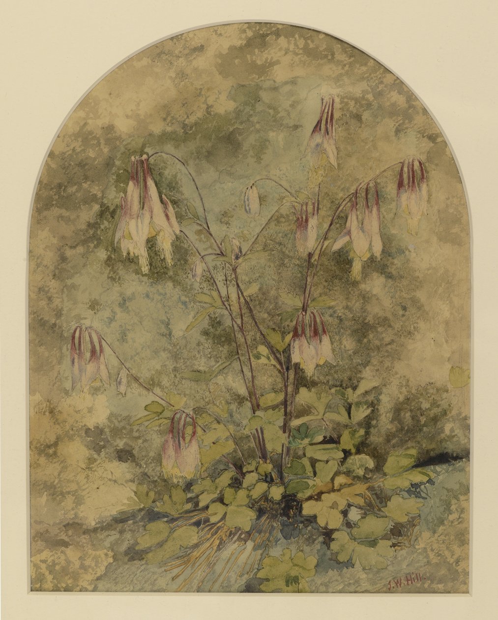 Flores silvestres (wc no papel) de John William Hill