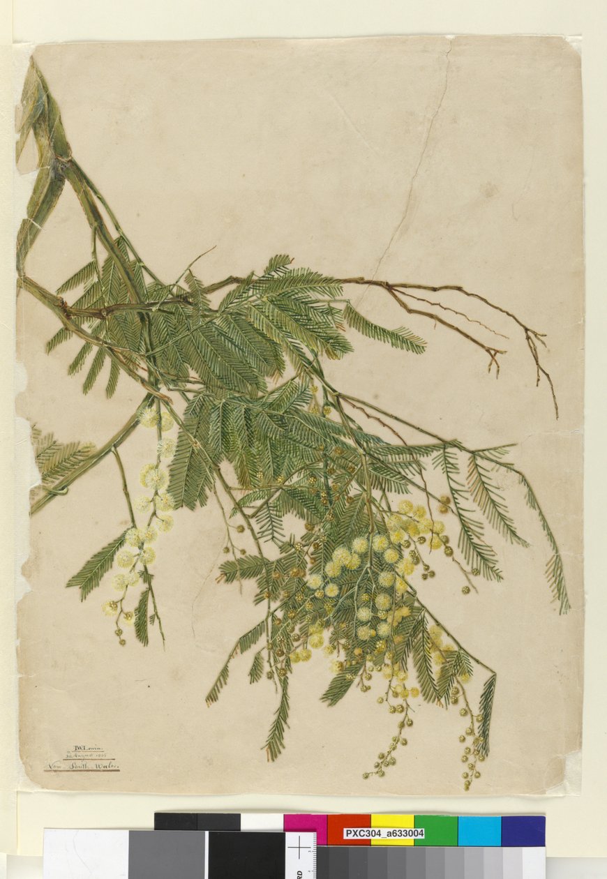 Acácia, 1805 (wc, caneta, tinta e lápis) de John William Lewin