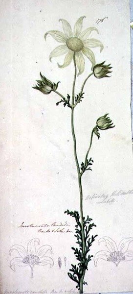 Flor de flanela, actinotus helianthe labill de John William Lewin