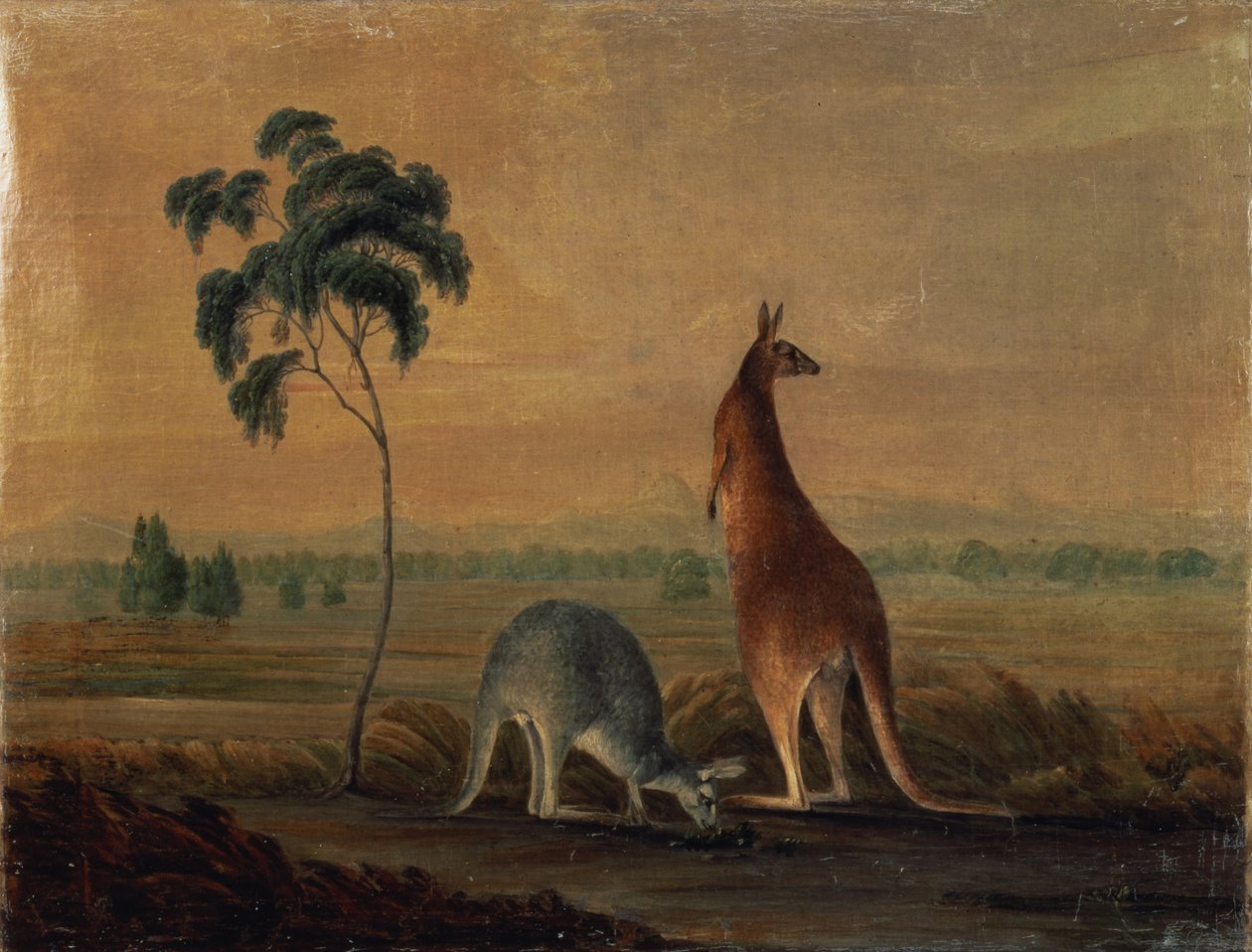 Cangurus em uma paisagem, c.1819 de John William Lewin