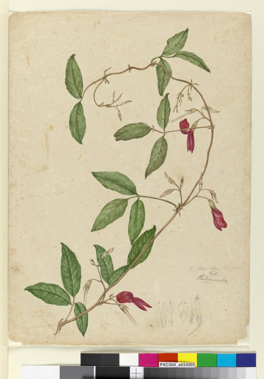Kennedy rubicunda, c.1803-06 (wc, caneta, tinta e lápis) de John William Lewin