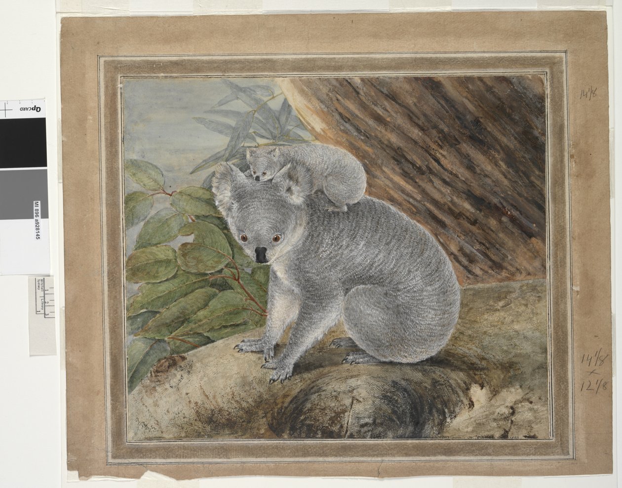 Coala e jovem, 1803, JW Lewin, 1803 (wc e guache) de John William Lewin