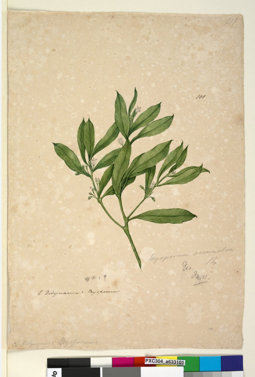 Página 101. Myoporum acuminatum, c.1803-06 (wc, caneta, tinta e lápis) de John William Lewin