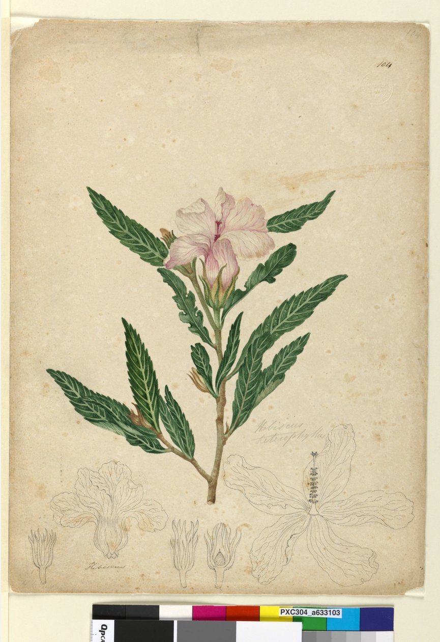 Página 104. Hibiscus heterophyllus, c.1803-06 (wc, caneta, tinta e lápis) de John William Lewin