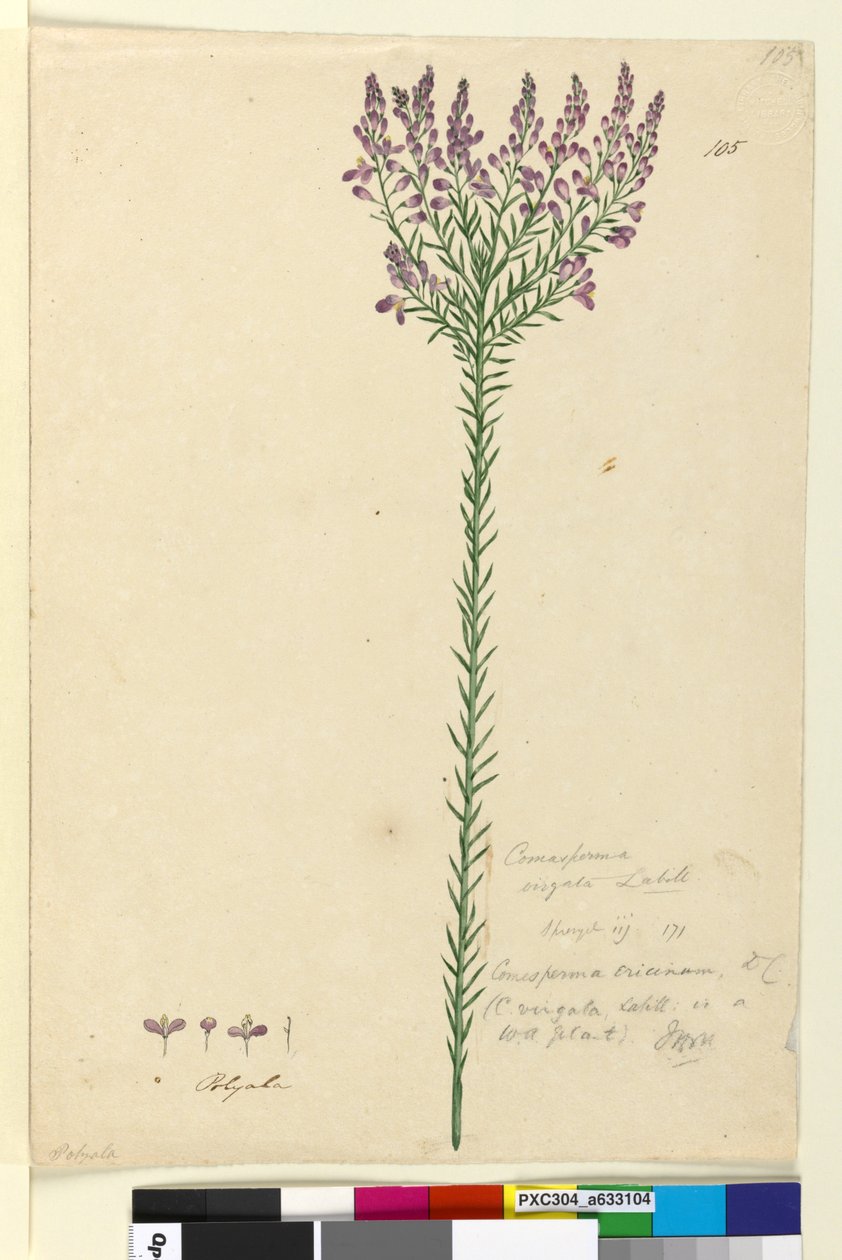 Página 105. Comesperma ericinum, c.1803-06 (wc, caneta, tinta e lápis) de John William Lewin