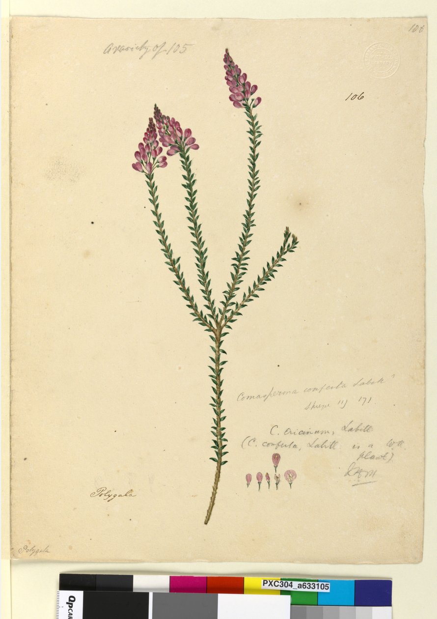 Página 106. Comesperma ericinum, c.1803-06 (wc, caneta, tinta e lápis) de John William Lewin