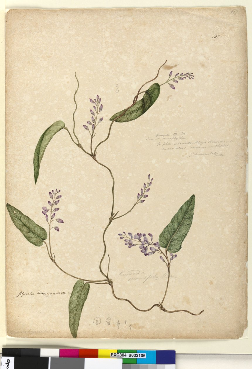 Página 107. Glicina bimaculataGlicina tabacina , c.1803-06 (wc, caneta, tinta e lápis) de John William Lewin