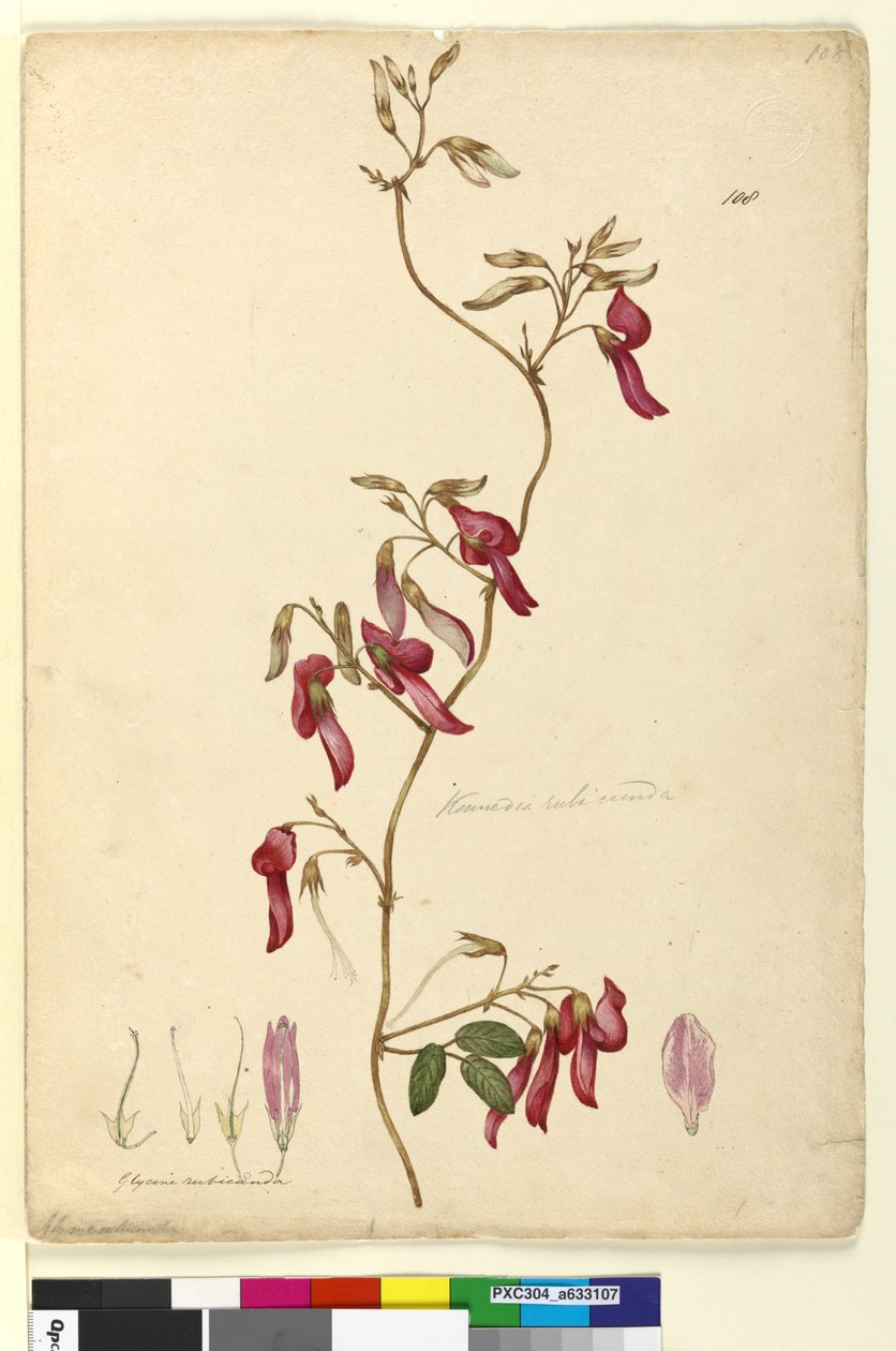 Página 108. Kennedy rubicunda, c.1803-06 (wc, caneta, tinta e lápis) de John William Lewin