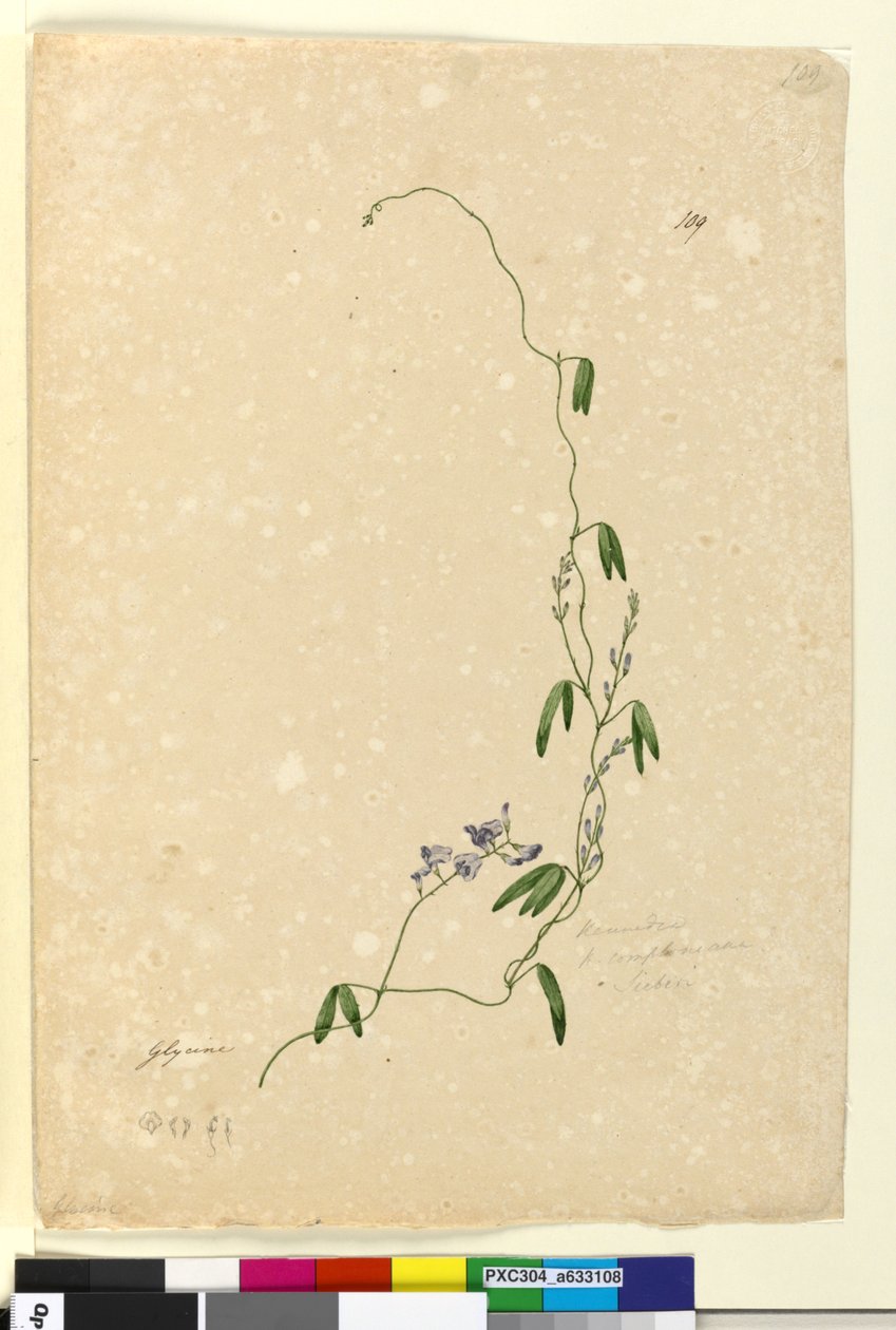Página 109. Kennedy comptonianaHardenbergia comptoniana, c.1803-06 (wc, caneta, tinta e lápis) de John William Lewin