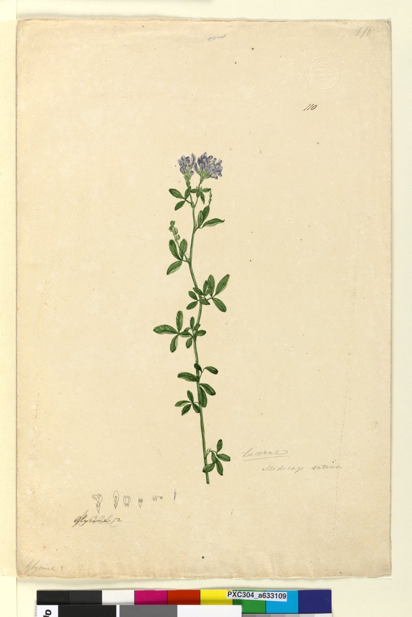Página 110. Medicago sativa, c.1803-06 (wc, caneta, tinta e lápis) de John William Lewin