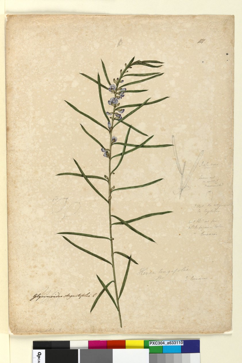 Página 111. Hovea longifolia, c.1803-06 (wc, caneta, tinta e lápis) de John William Lewin