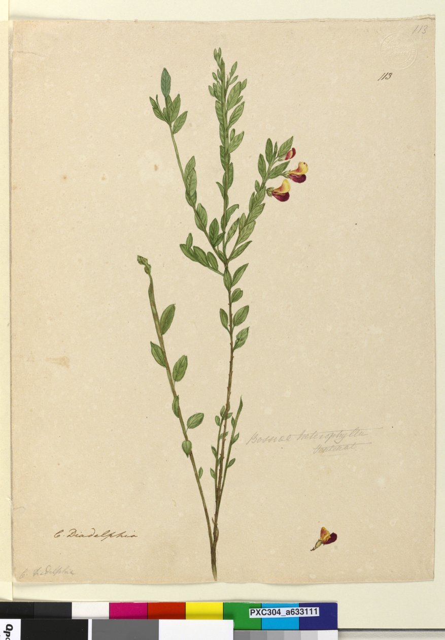 Página 113. Bossiaea heterophylla, c.1803-06 (wc, caneta, tinta e lápis) de John William Lewin