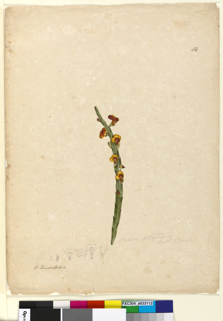Página 114. Bossiaea scolopendria, c.1803-06 (wc, caneta, tinta e lápis) de John William Lewin