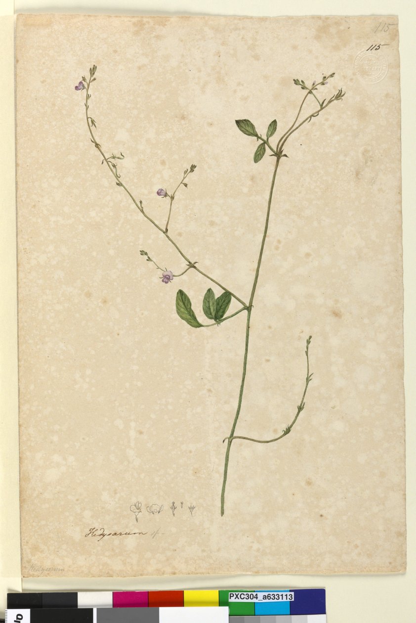 Página 115. Hedysarum, c.1803-06 (wc, caneta, tinta e lápis) de John William Lewin