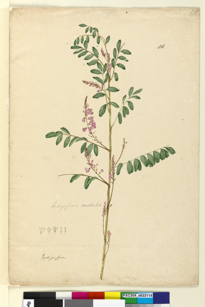 Página 116. Indigofera australis, c.1803-06 (wc, caneta, tinta e lápis) de John William Lewin