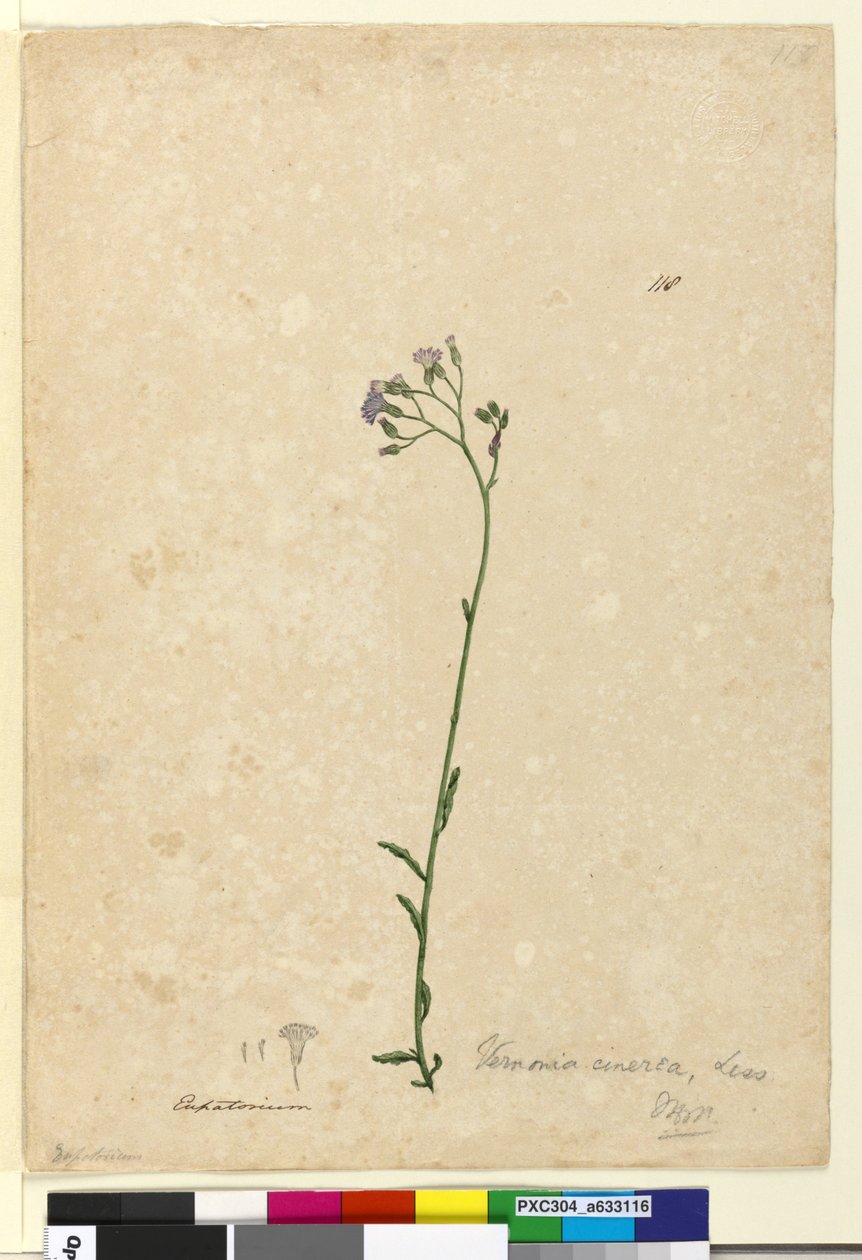 Página 118. Vernonia cinerea, c.1803-06 (wc, caneta, tinta e lápis) de John William Lewin