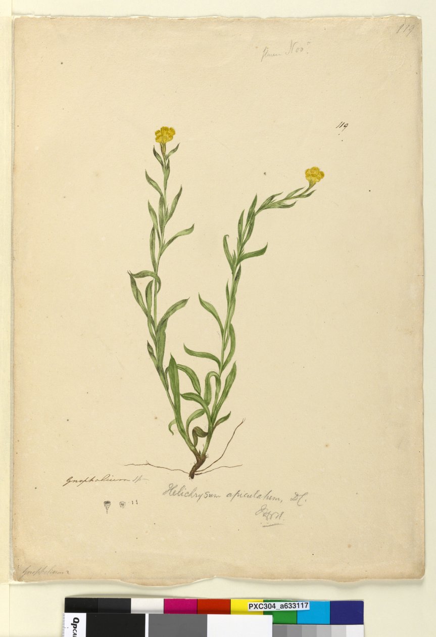 Página 119. Helichrysum apiculatumChrysocephalum apiculatum, c.1803-06 (wc, caneta, tinta e lápis) de John William Lewin
