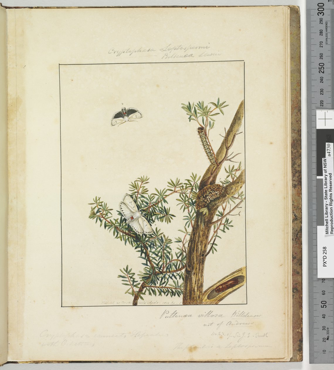 Página 11. Placa 3 Cryptophasa Septosfermi Pultenae Lewin, 1803-04 (gravuras coloridas à mão) de John William Lewin