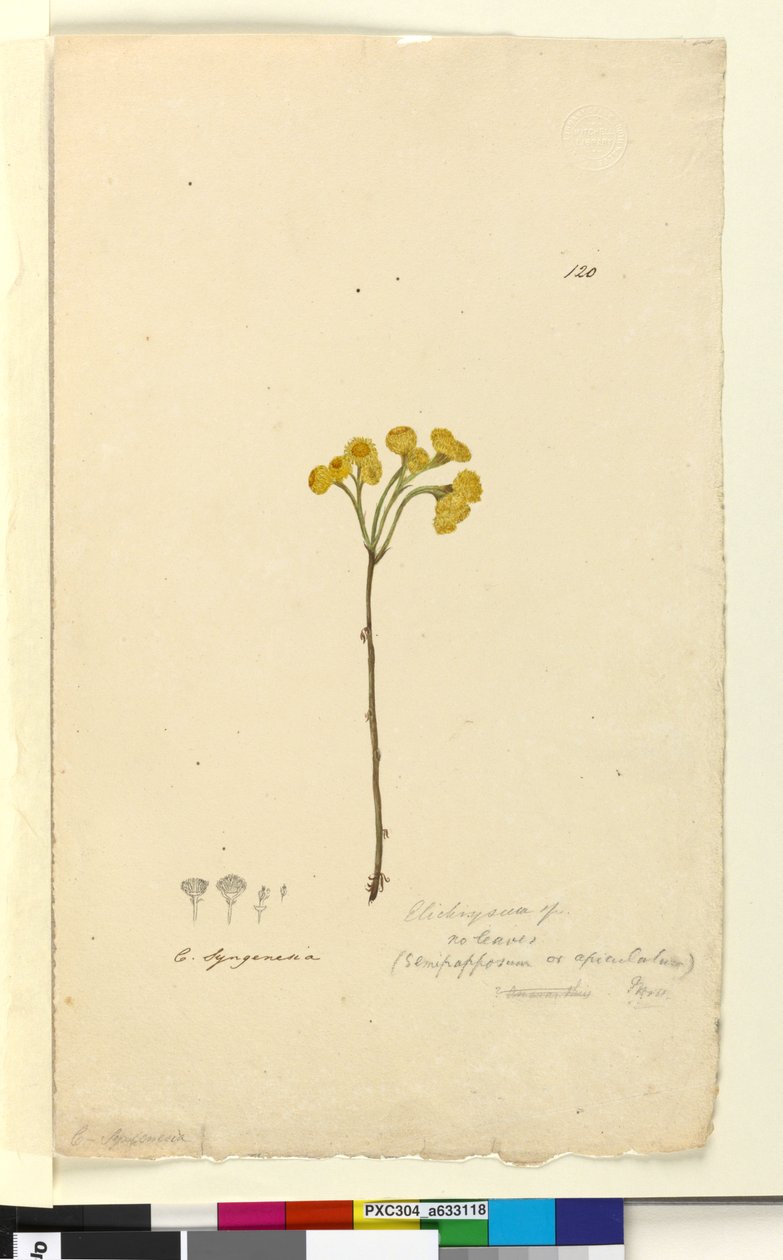 Página 120. Elichrysum, c.1803-06 (wc, caneta, tinta e lápis) de John William Lewin
