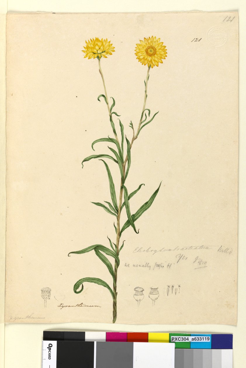 Página 121. Elichrysum bracteatum, c.1803-06 (wc, caneta, tinta e lápis) de John William Lewin